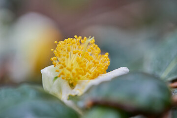 Flor, fruto, planta belleza, amarillo, detalle