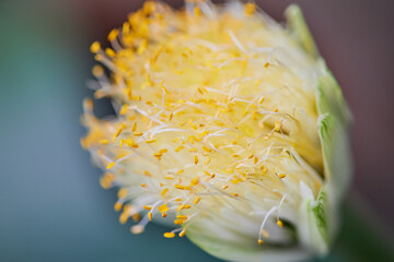 Flor, fruto, planta belleza, amarillo, detalle