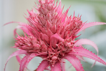 rosado, flor, fruto, planta