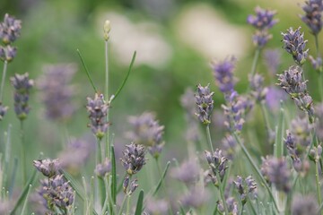Selective focus of lavender stems in summer - Lavandula Angostifolia Munstead