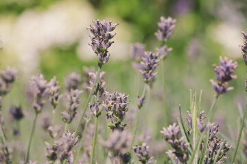 Lavandula Angostifolia Munstead - selective focus of pastel lavender stems in summer with copy space