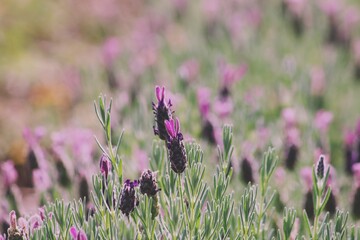 Lavandula Stoechas Anouk - Pastel colors and selective focus of flowers in a garden