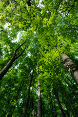 Trees reach for the sky