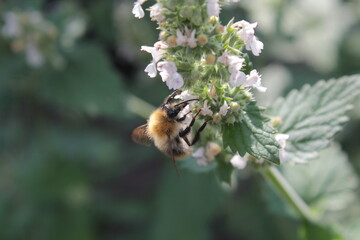 Honey bee collecting polen