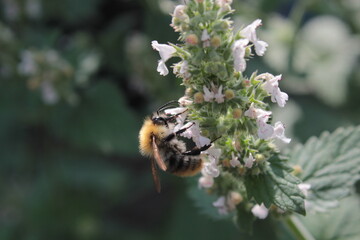 Honey bee collecting polen