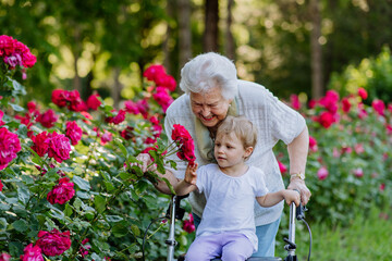 Great grandmother on walk with walker with her granddaughter in park in summer , generation family...