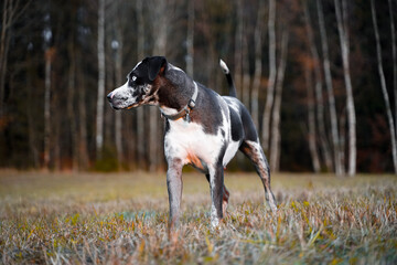 Majestic dog standing on a meadow, Louisiana leopard dog