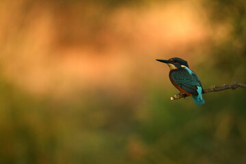 Martin pescador en el rio en primavera