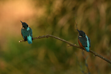 Martin pescador en el rio en primavera