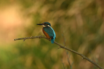 Obraz premium Martin pescador en el rio en primavera