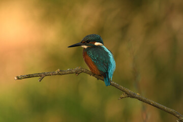 Martin pescador en el rio en primavera