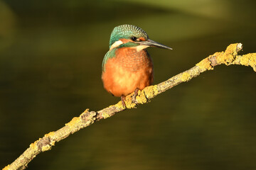 Fototapeta premium Martin pescador en el rio en primavera