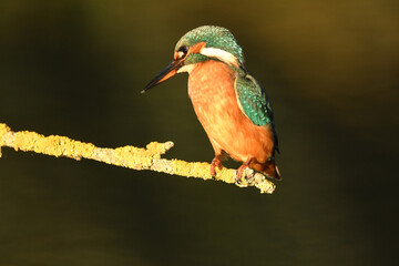 Fototapeta premium Martin pescador en el rio en primavera