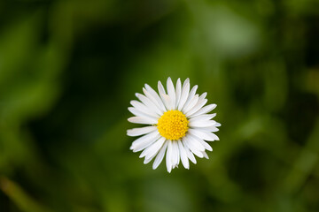 Obraz premium Blossom of the daisy. Close-up of one daisy. Blurred background.