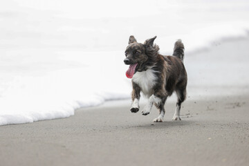 Obraz na płótnie Canvas 波打ち際を散歩するチワックスの犬