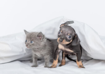 Toy terrier puppy and baby kitten sit under white blanket on a bed at home