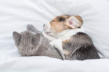 Beagle puppy sleeps with kitten under a white blanket on a bed at home. Top down view
