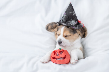 Beagle puppy wearing  hat for halloween sleeps with pumpkin under warm blanket on a bed at home....