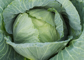 White cabbage (Brassica oleracea var. capitata) grows in the garden. Selective focus 2