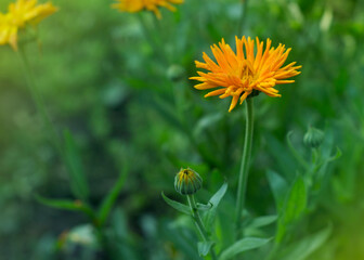 Yellow flowers of Calendula officinalis in dew drops 2