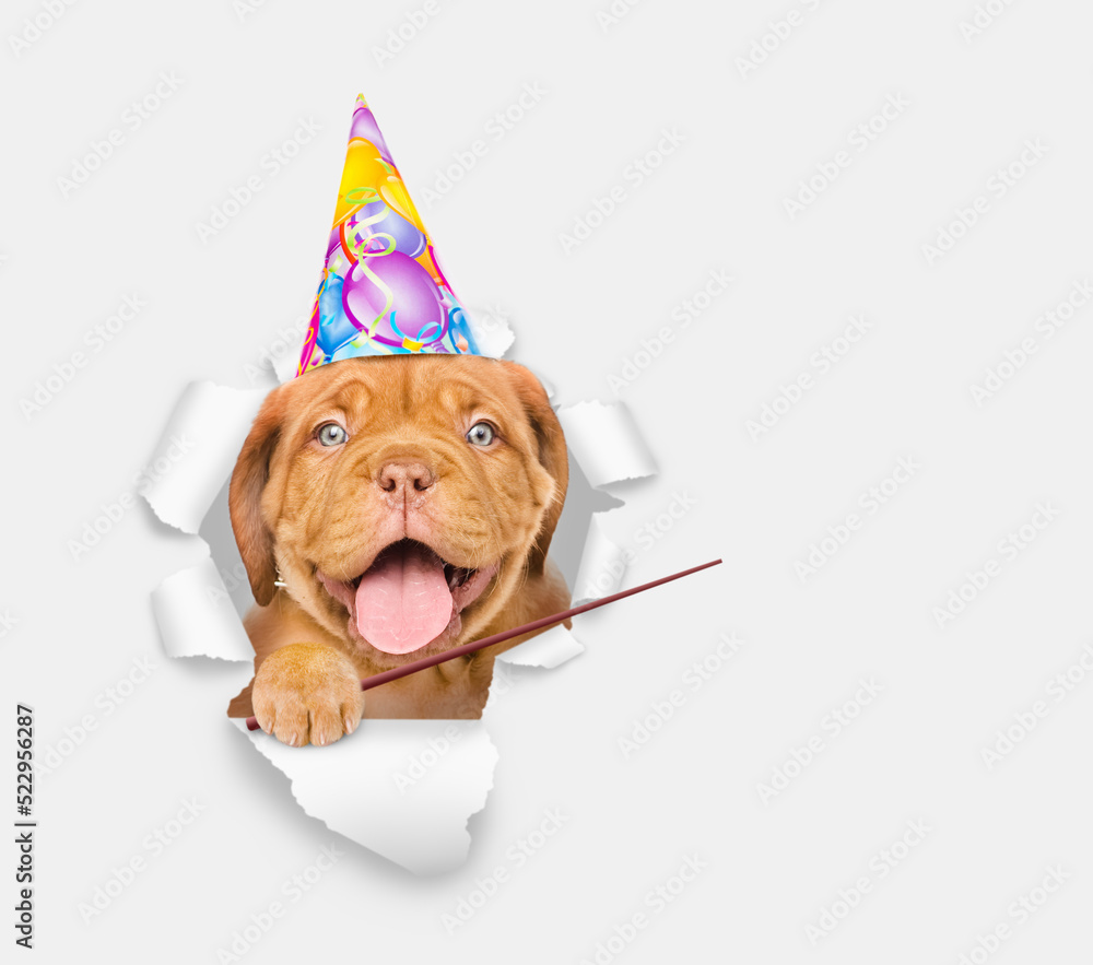 Poster happy mastiff puppy wearing party cap looking through a hole in white paper and pointing on empty sp