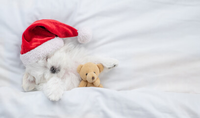 Cute Lapdog puppy wearing red santa hat sleeps and hugs toy bear under white blanket at home. Top...