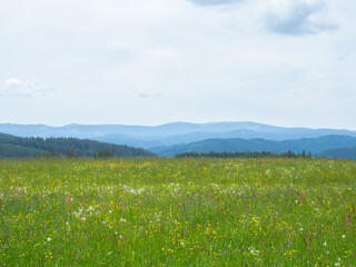 Black forest, Germany - May 28th 2022: Fantastic view over a wildflower meadow into the wide landscape