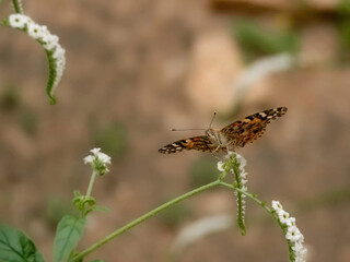 butterfly on a flower