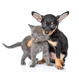 Playful Toy terrier puppy hugs tiny kitten. Pet stand together in front view and looks at camera.  isolated on white background