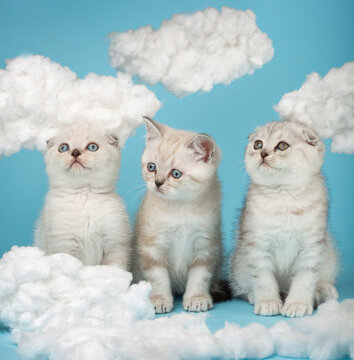 Portrait of three Scottish kittens sitting in a row among cotton clouds on a blue background.