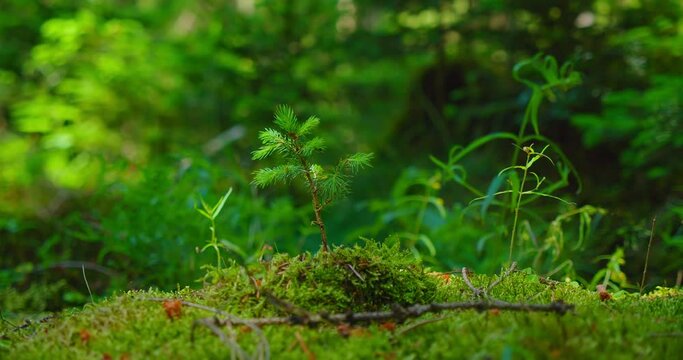 Close up of fresh spring green sprout pine tree in the sunlight. Planting young small trees. Restoration of coniferous forests. Environmental protection. Earth Day. 4k nature background.