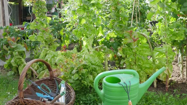 Watering can for watering plants. Garden tools. Vegetable garden with cucumbers.