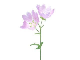 Pink flower of Greater musk-mallow isolated on white, Malva alcea