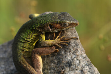 Beautiful green lizard on the stone outdoor