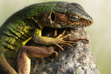Beautiful green lizard on the stone outdoor