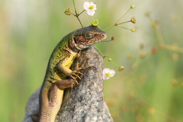 Beautiful green lizard on the stone outdoor