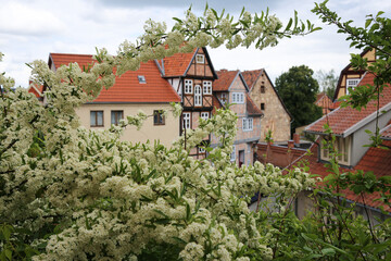 Branches in foreground of half-timbered houses in Quedlinburg, Germany