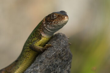 Beautiful green lizard on the stone outdoor