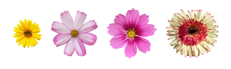 isolated cosmos flower, gerbera flower, hibiscus rosa-sinensis flower and sunflower