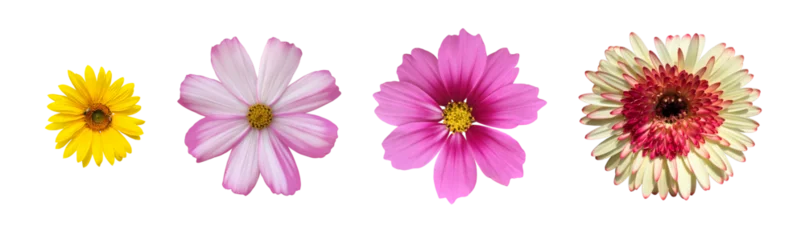 Foto op Plexiglas isolated cosmos flower, gerbera flower, hibiscus rosa-sinensis flower and sunflower © Sophon_Nawit