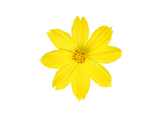 Isolated one yellow cosmos flower.
