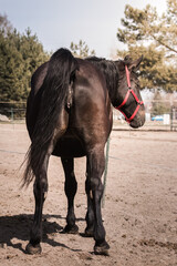 A beautiful horse mare, a mature female and her reproductive organs. Adult horse in the stud...