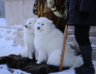 Two Samoyed dogs in Quebec, Canada