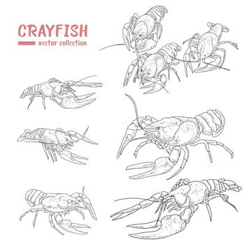 Vector collection of crayfish in vintage style.