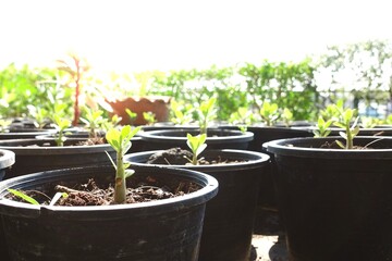 Plant seedlings in potted,growth concept,eco concept,earth day concept,save environment concept 