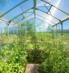 Fototapeta na wymiar inside of the greenhouse, cultivation with growing tomato plants