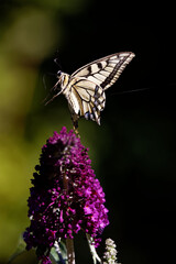 le machaon