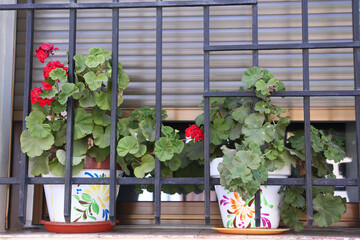 geranium pot plants with red flowers closeup outdoor photo on windowsill