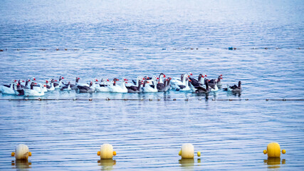 Grupo de patos en fila en el lago de Arcos de la Frontera