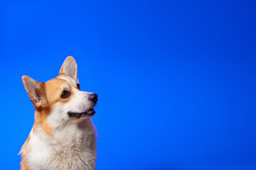 Happy Welsh Corgi Pembroke dog smiling on an isolated blue background. Billboard.